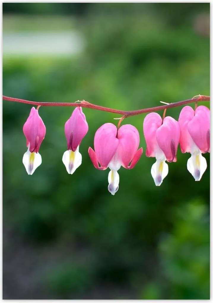 Poszterek 70x100 Mária szíve