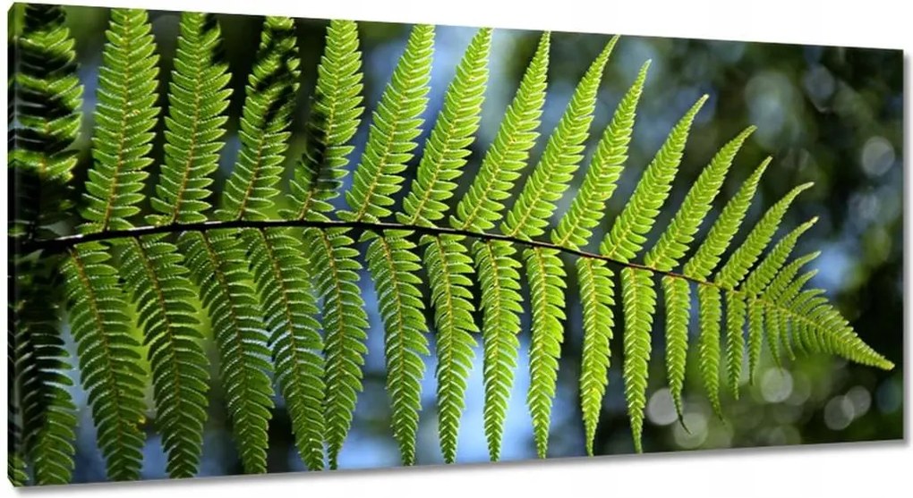 Vászonkép 115x55 Páfránylevél