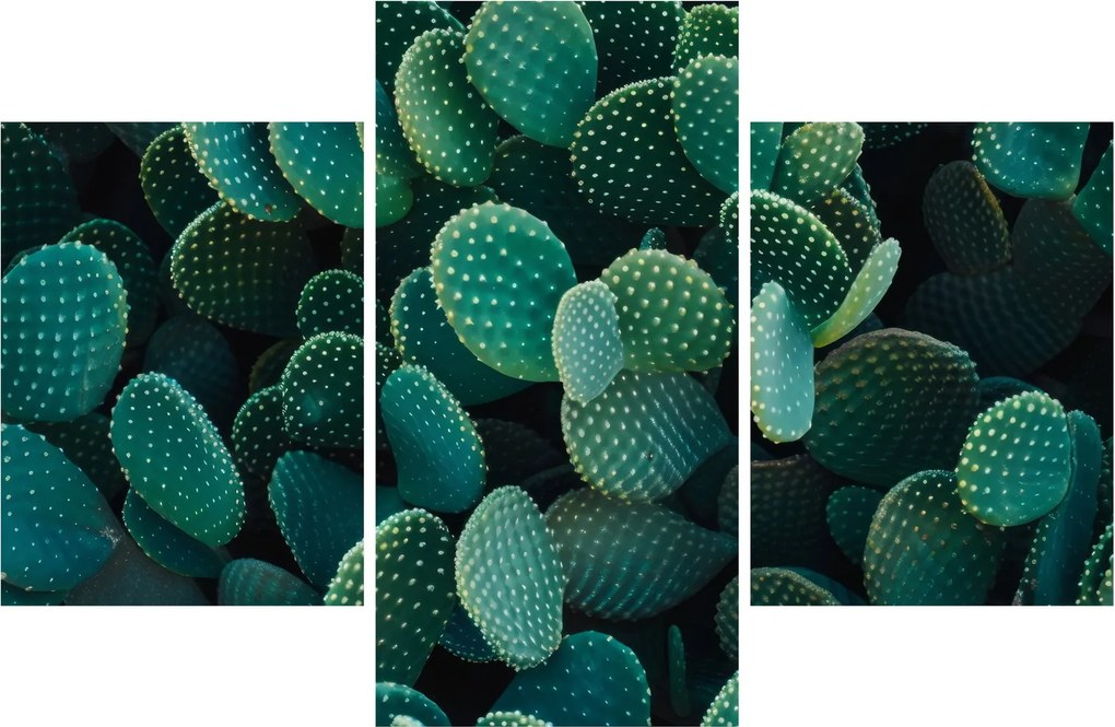 Kép - Opuntia (90x60 cm)