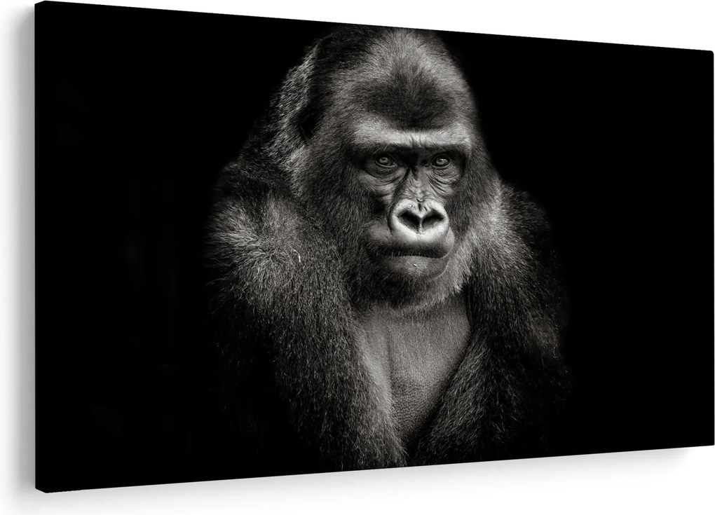 Kép - Gorilla (90x60 cm)