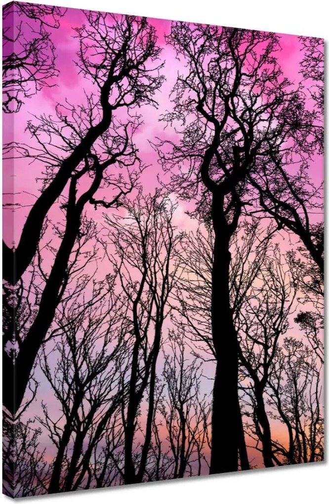 Vászonkép 30x40 Erdő Fák Kilátás alulról