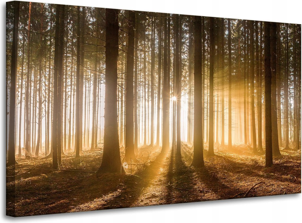 Vászonkép Nap az erdőben Fény fák 100x60 cm Ideális ajándék