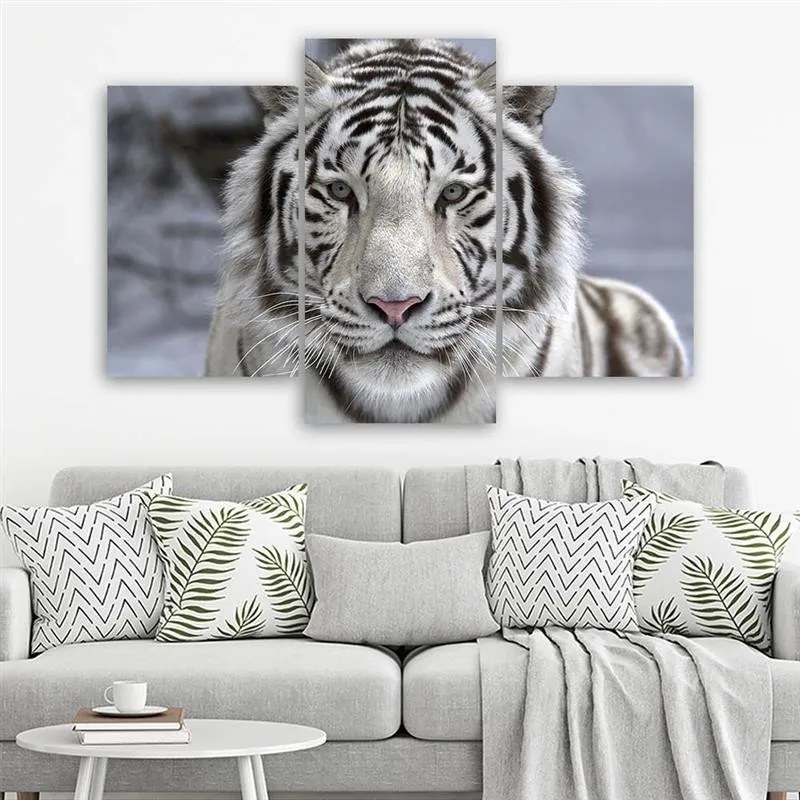 Gario Vászonkép Fehér tigris télen - 3 részes Méret: 150 x 100 cm