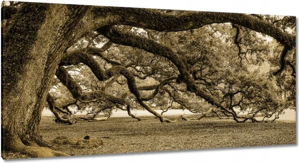 Festmények 115x55 Erőteljes tölgy