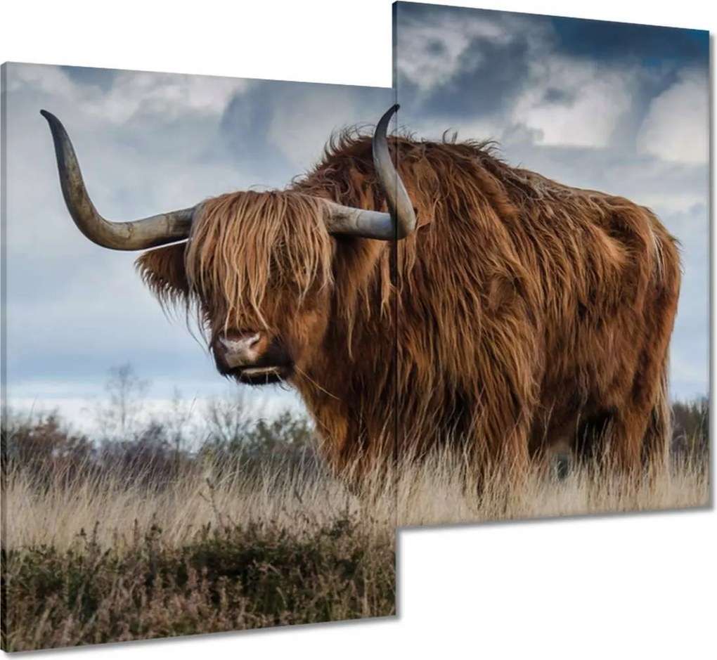 Vászonkép 80x70 Felvidéki tehén