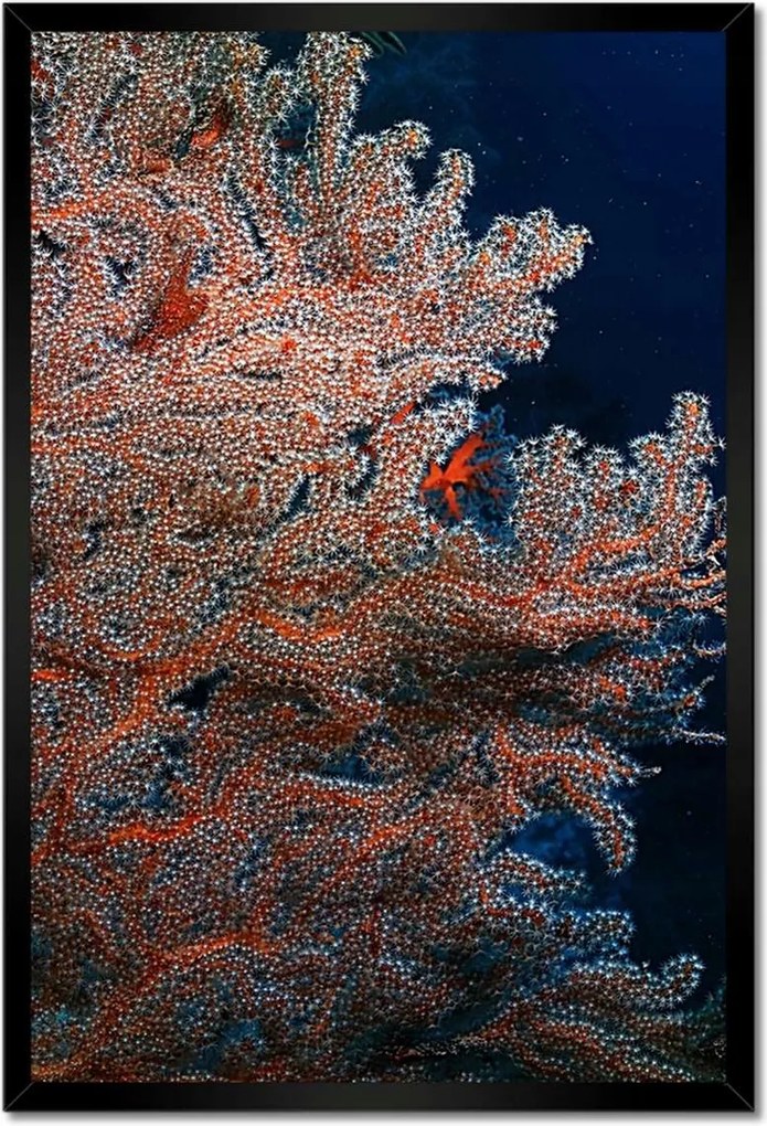 Poszterek keretben 40x60 Kék óceán zátonyokkal