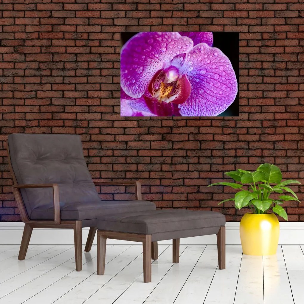 Részletes kép az orchidea virágról (üvegen) (70x50 cm)