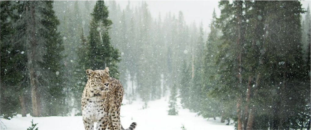 Leopárd a hóban képe (120x50 cm)
