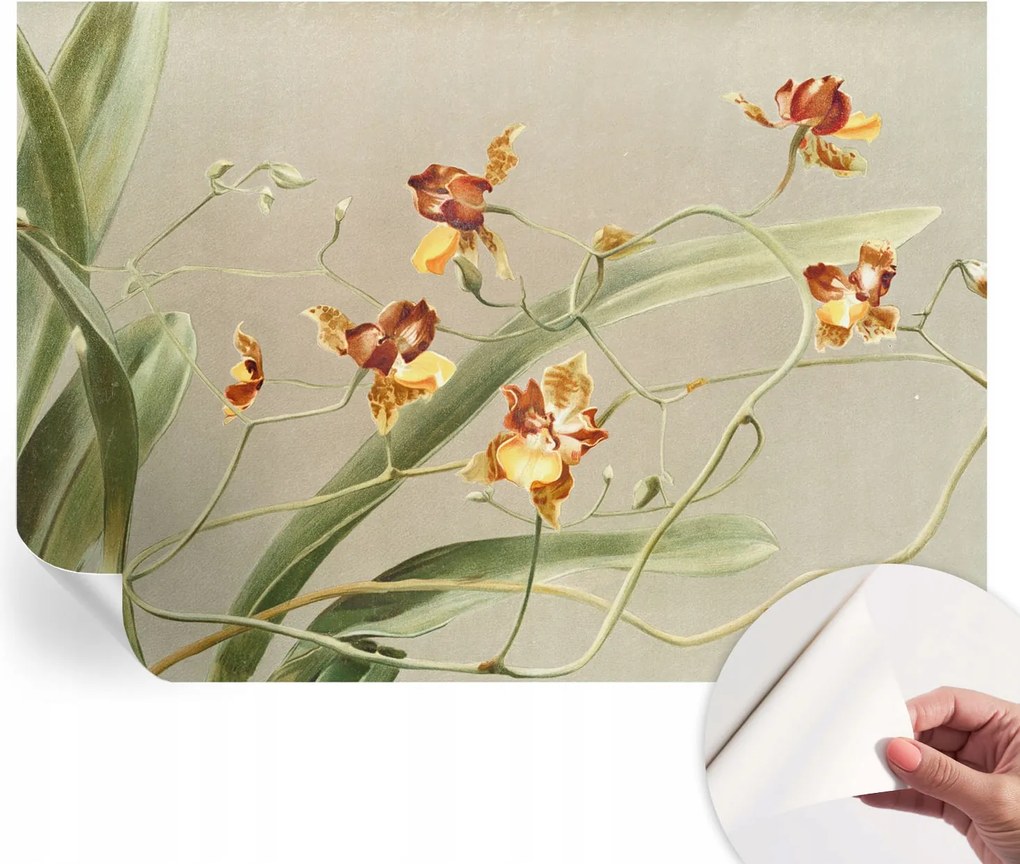 Divatos öntapadós fali tapéta Orchidea klasszikus 208x146 cm
