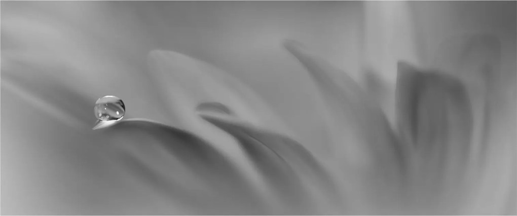 Kép - Csepp a virágon, fekete-fehér (120x50 cm)