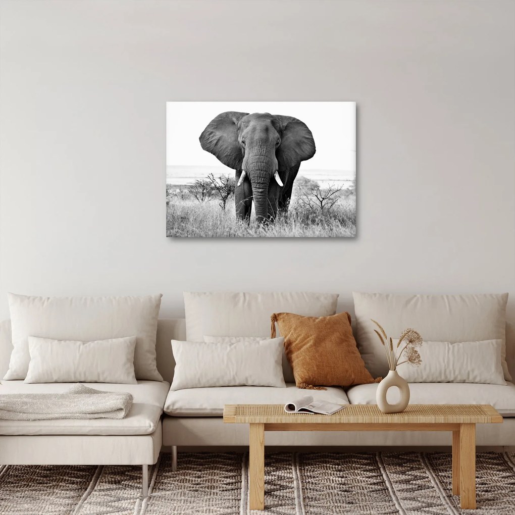 Kép - Afrikai elefánt II. (70x50 cm)