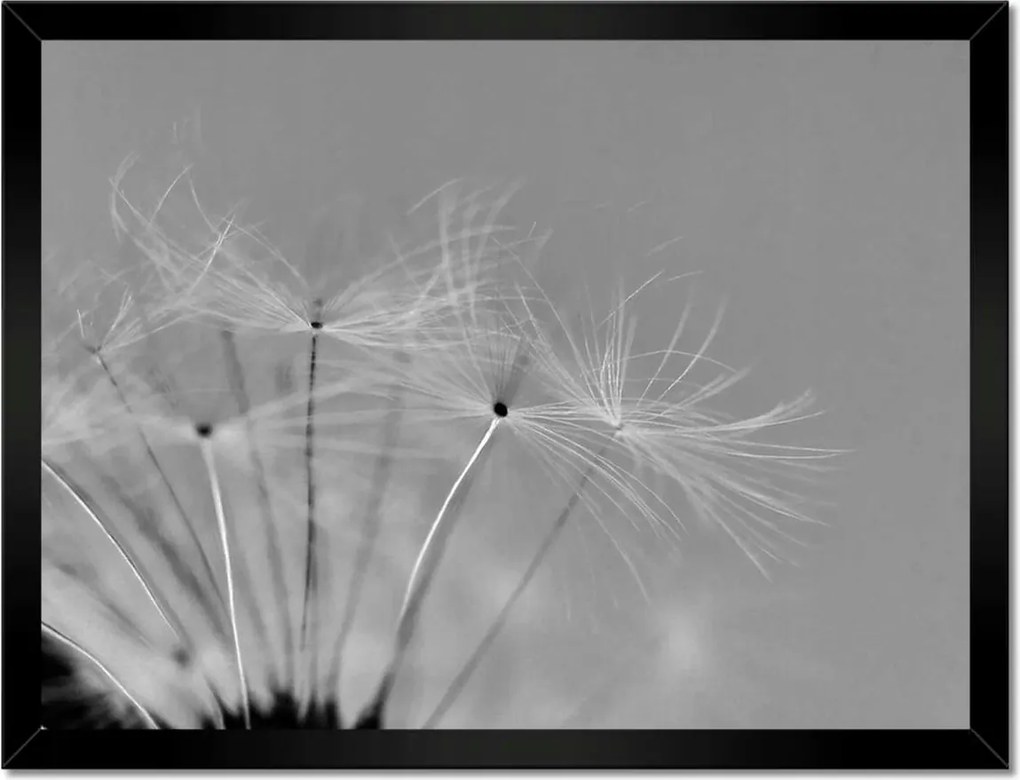 Poszterek keretben 40x30 Pitypang Virág Virágok