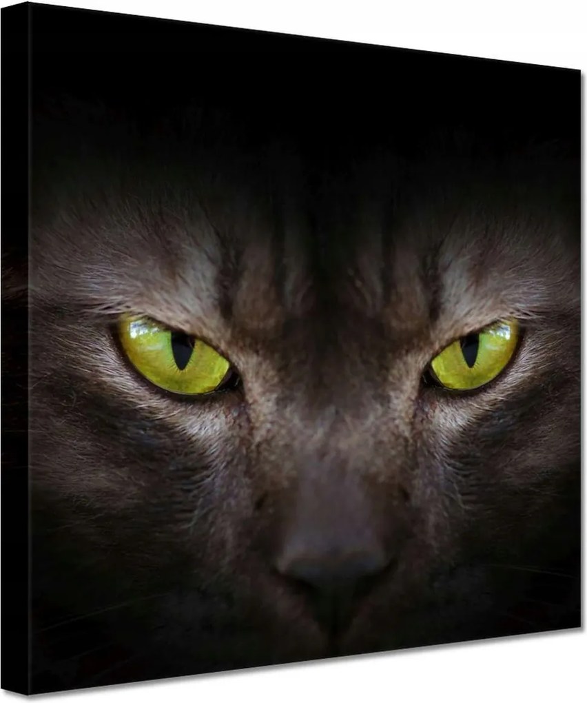 Vászonkép 60x60 Cica