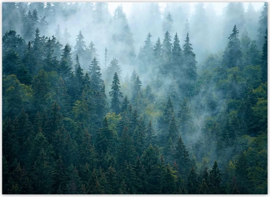 Fotótapéták 254x184 Erdő a ködben Utazás