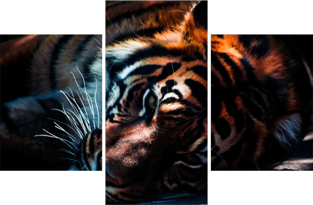 Egy fekvő tigris képe (90x60 cm)