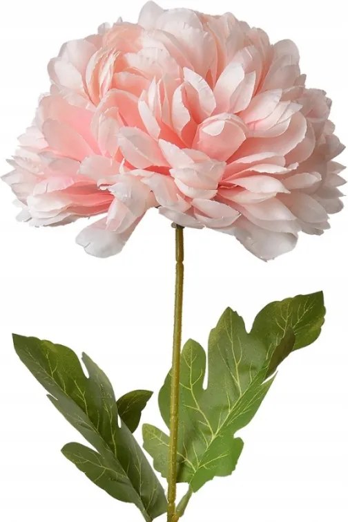 Nagy művirág világos rózsaszín bazsarózsa 80 cm