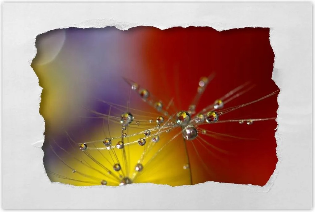 Poszterek 120x80 Pitypang Virág Virágok