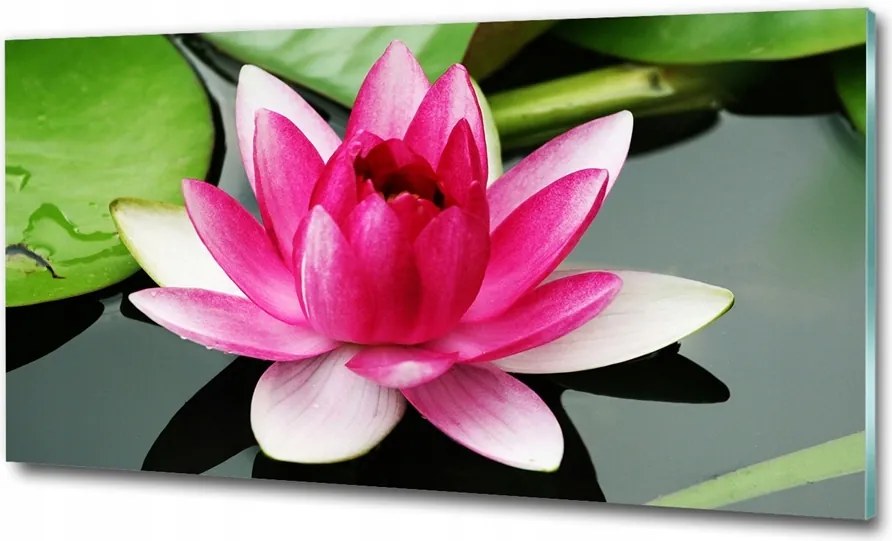 Fotó üvegkép Pitypang magok 100x70