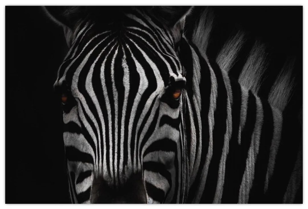 Zebra képe (90x60 cm)