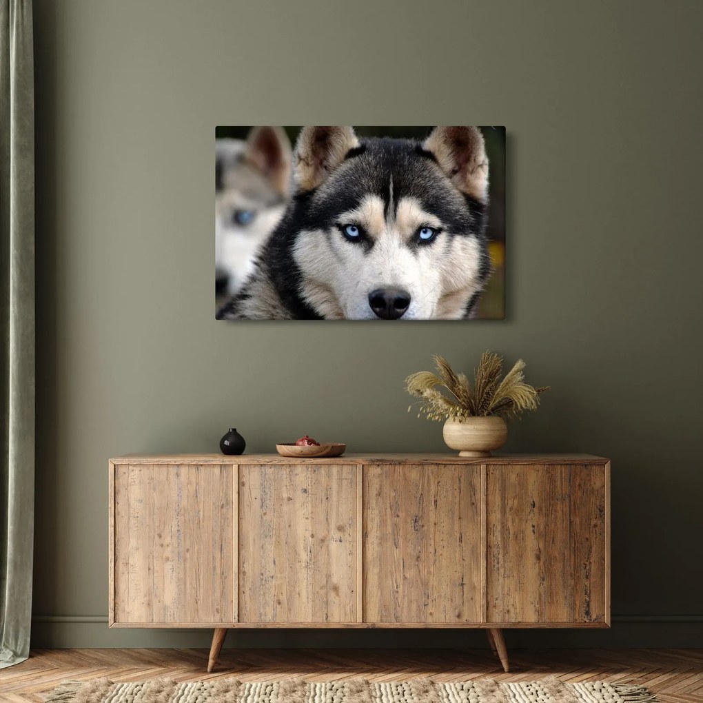 Husky kutya kép (90x60 cm)