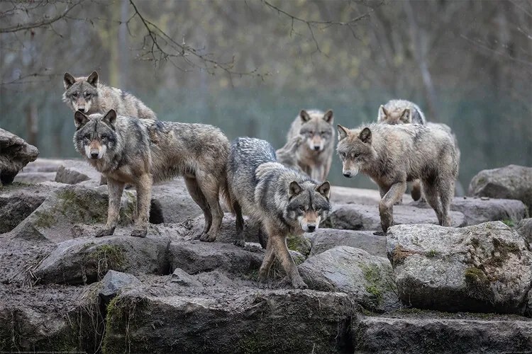 Plakát Farkasok - Grey Wolf