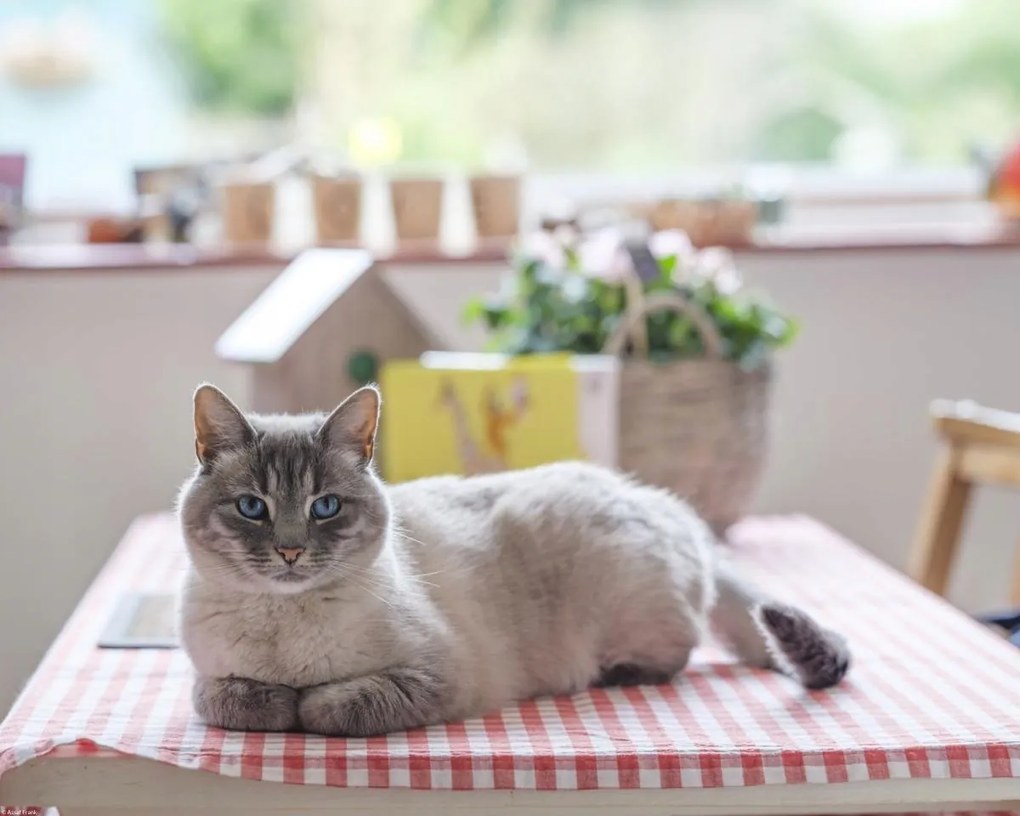 Poszter 50x40cm Macska az asztalon, Assaf Frank