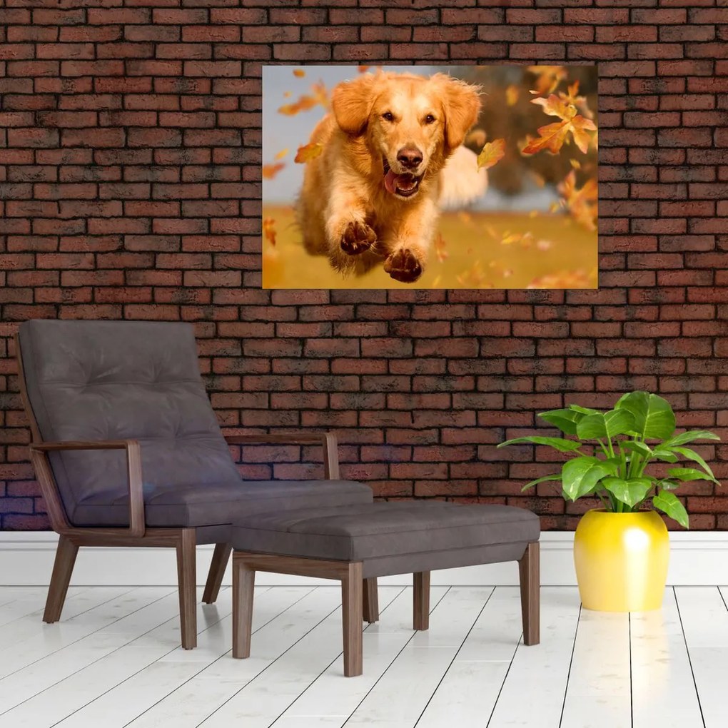 Kép - Golden Retriever (90x60 cm)