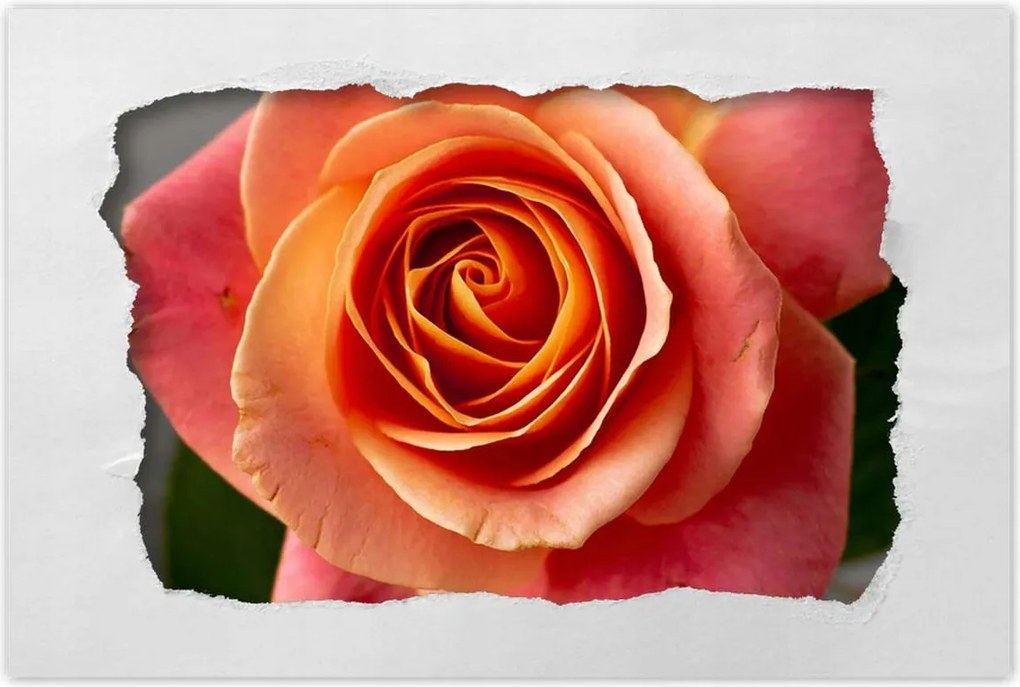 Poszterek 60x40 Rózsa Virág Virágok Rózsa