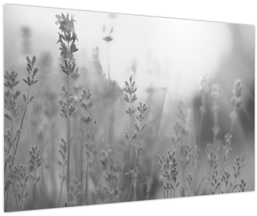 Kép - Levendula (90x60 cm)