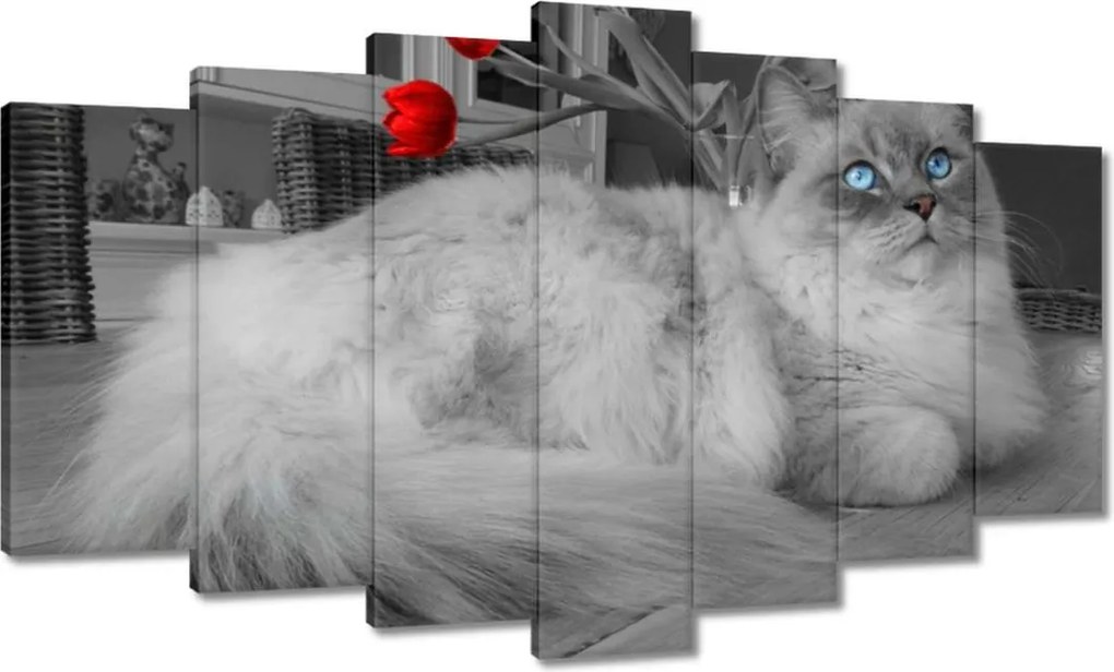 Képek 140x80 Ragdoll macska