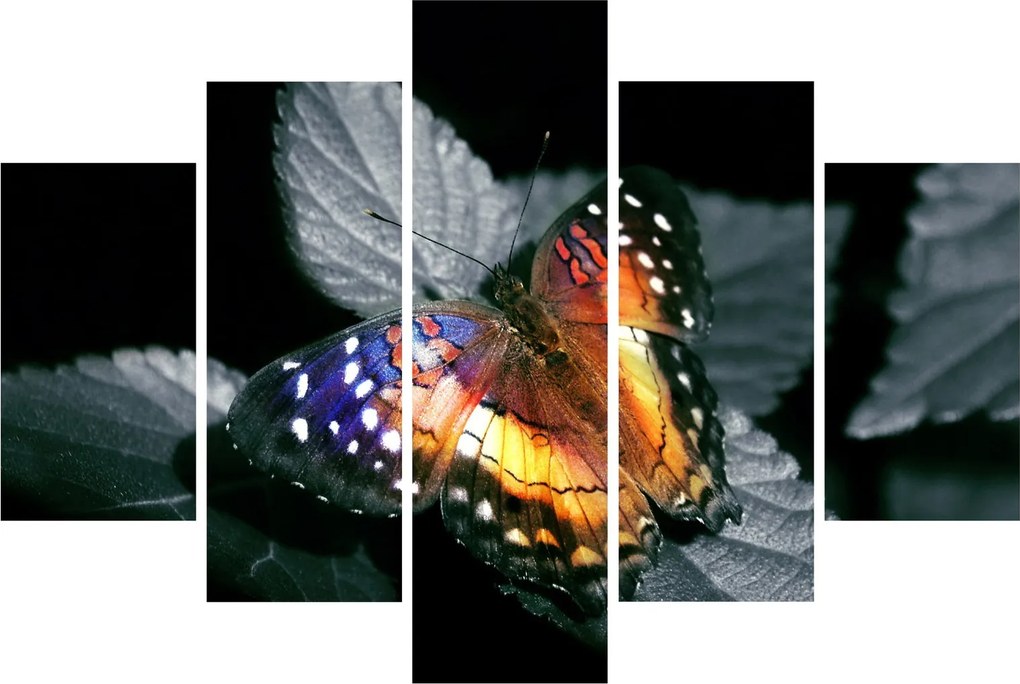 Pillangó képe (150x105 cm)