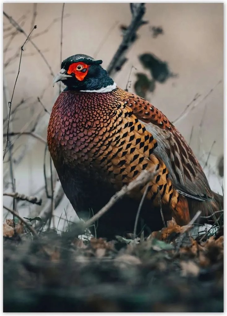Poszterek 50x70 Fácán a természetben Madarak