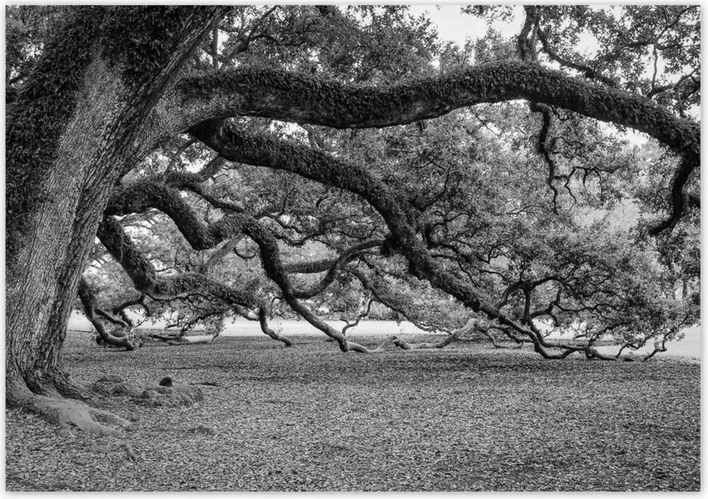 Poszterek 100x70 Erőteljes tölgyek
