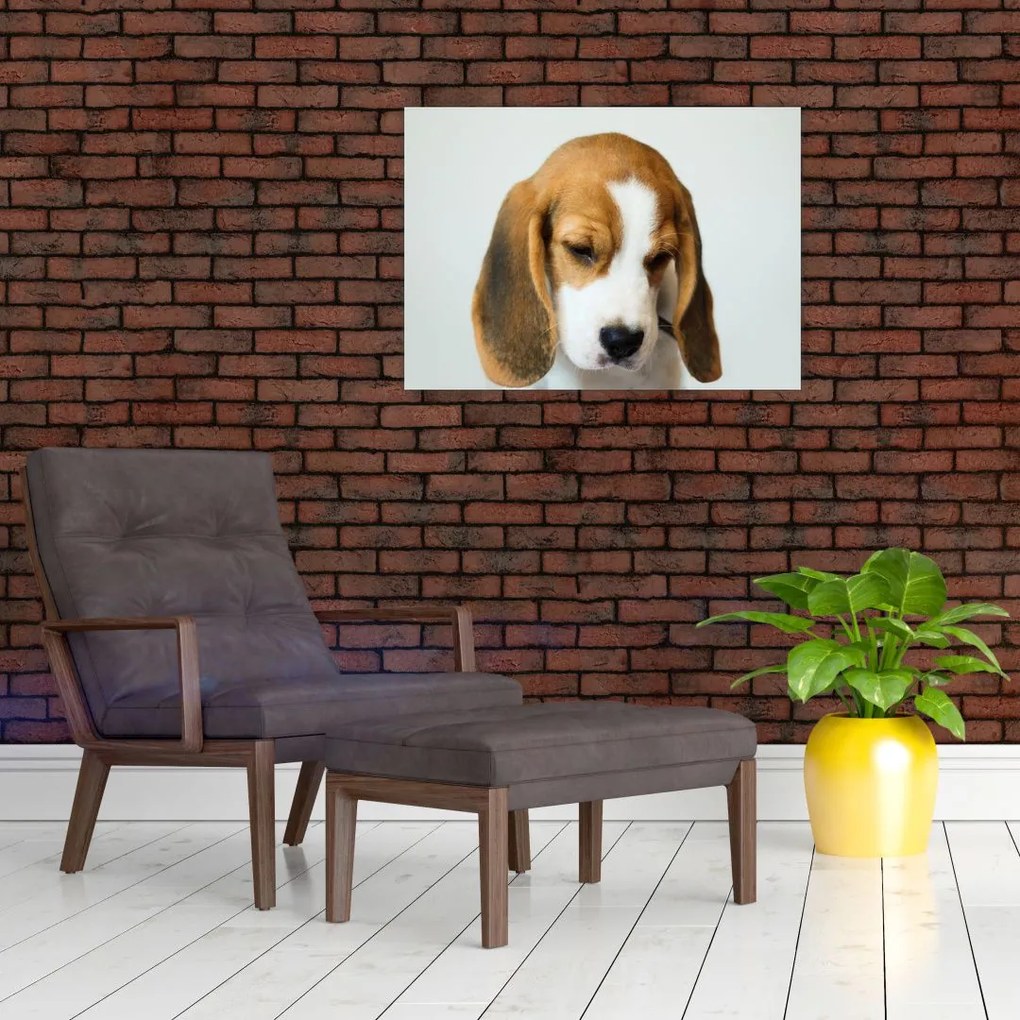 Beagle képe (70x50 cm)