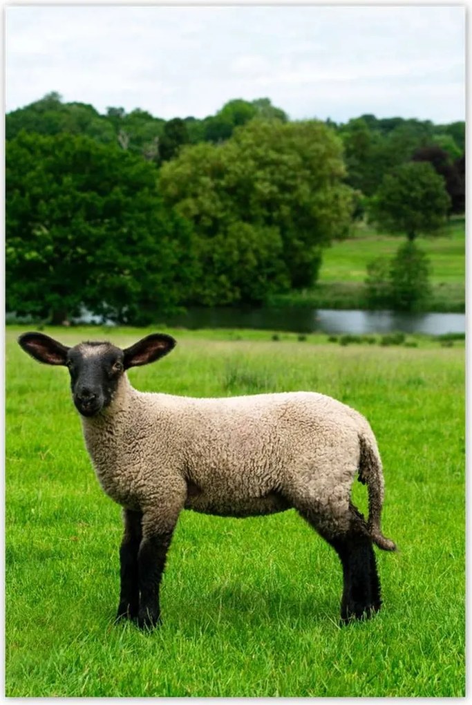 Poszterek 80x120 Juh legeltetés Bárányok Juhok