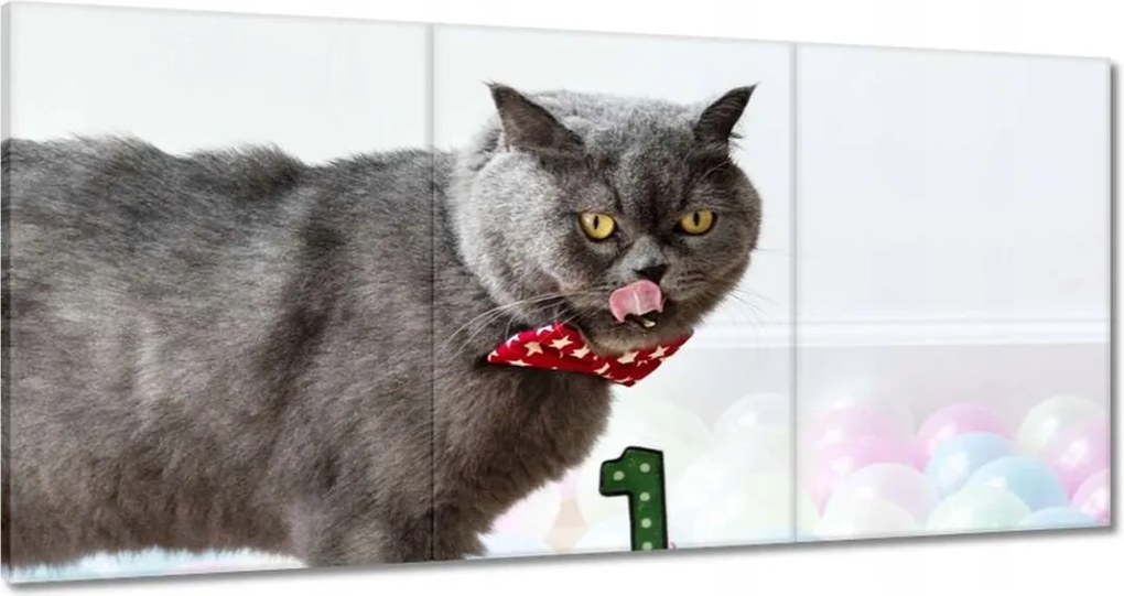 Vászonkép 120x60 Cica