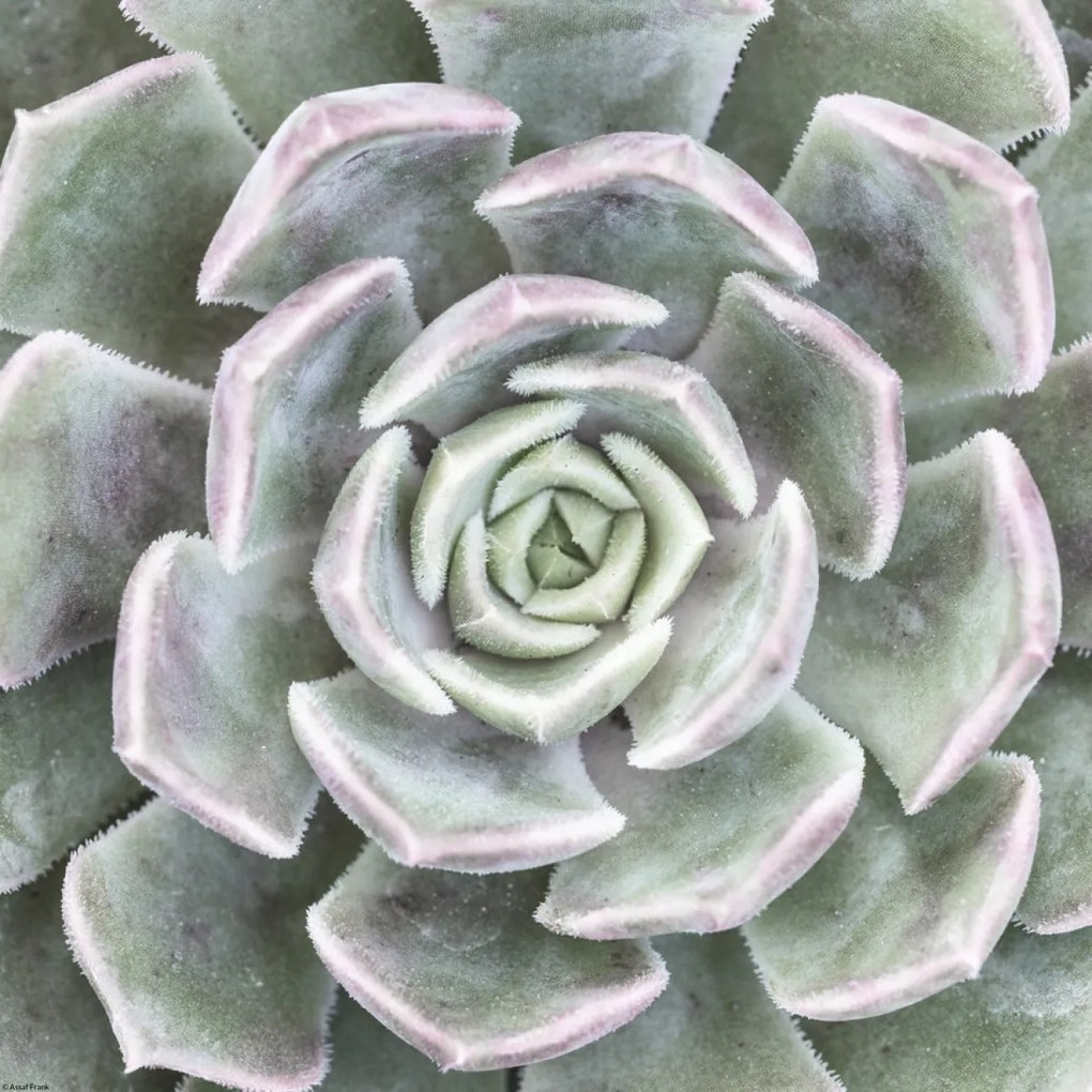 Poszter 40x40cm Pozsgás, Assaf Frank