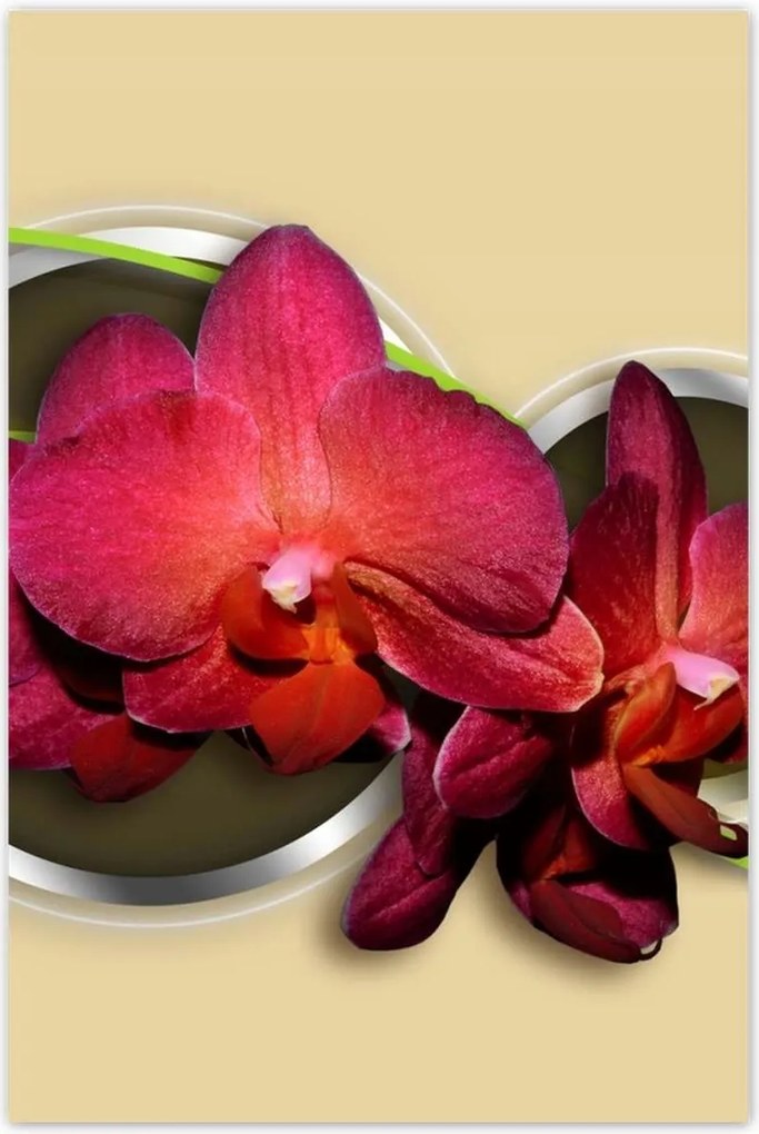 Poszterek 80x120 Virágok Absztrakt