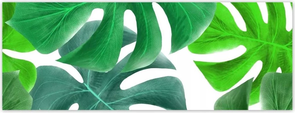 Fotótapéták 250x93 Levelek Monstery Trópusok