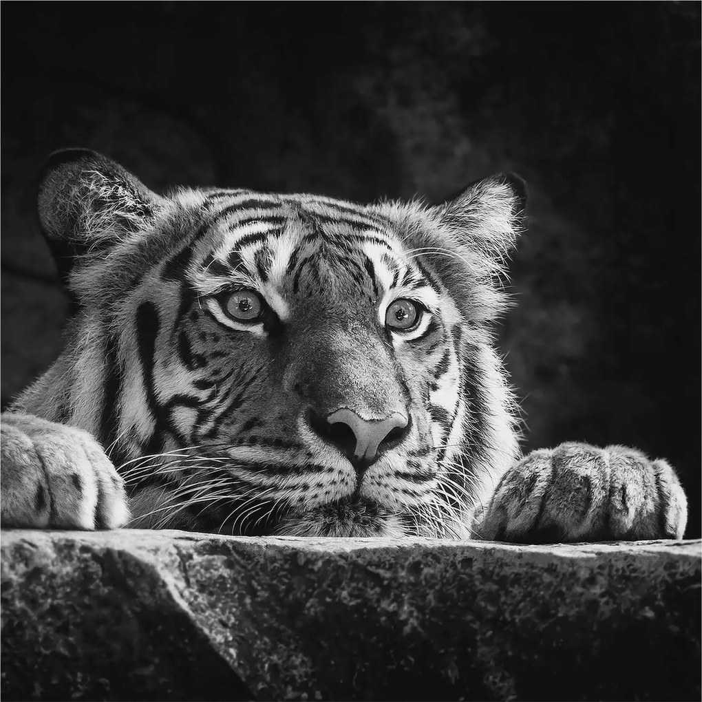 Fali fotótapéta Flizelin az étkezőbe Ragadozó tekintet 250x250