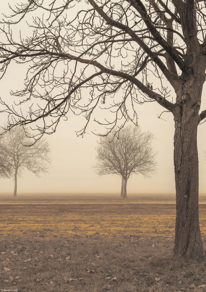 Poszter 21x29,7cm Fák egy ködös napon, Assaf Frank