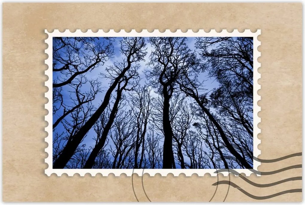 Poszterek 120x80 Erdő Fák Kilátás alulról