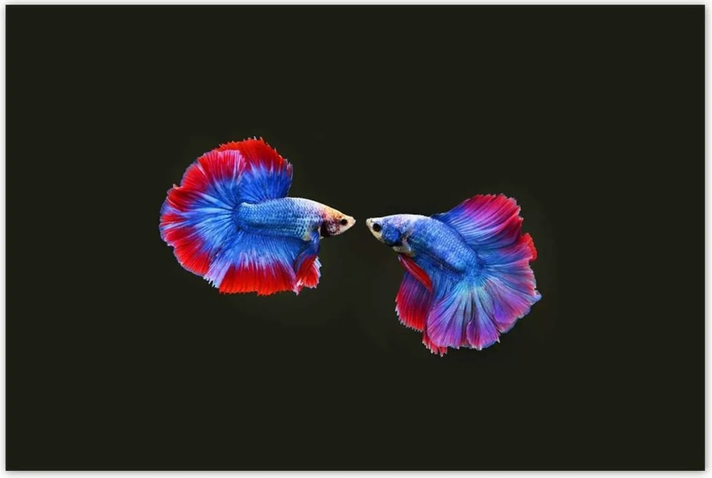 Poszterek 120x80 Színes két harcos