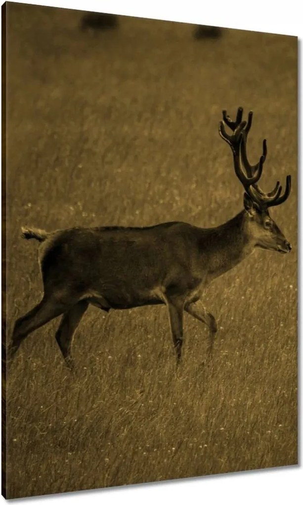 Vászonkép 70x100 Szarvas