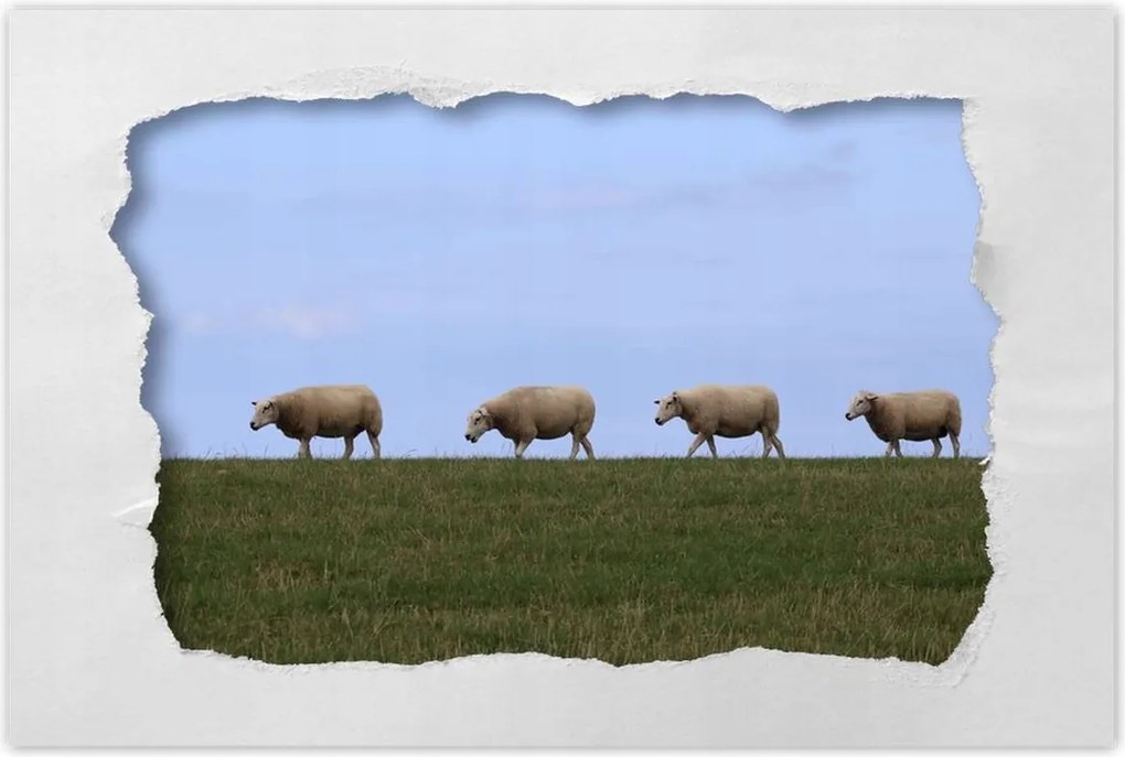 Poszterek 60x40 Juh legeltetés Bárányok