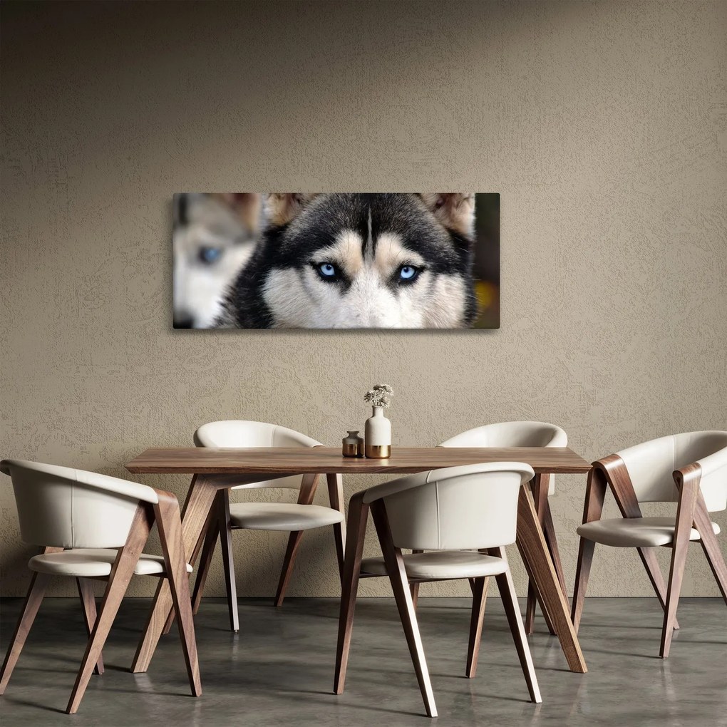 Husky kutya kép (120x50 cm)