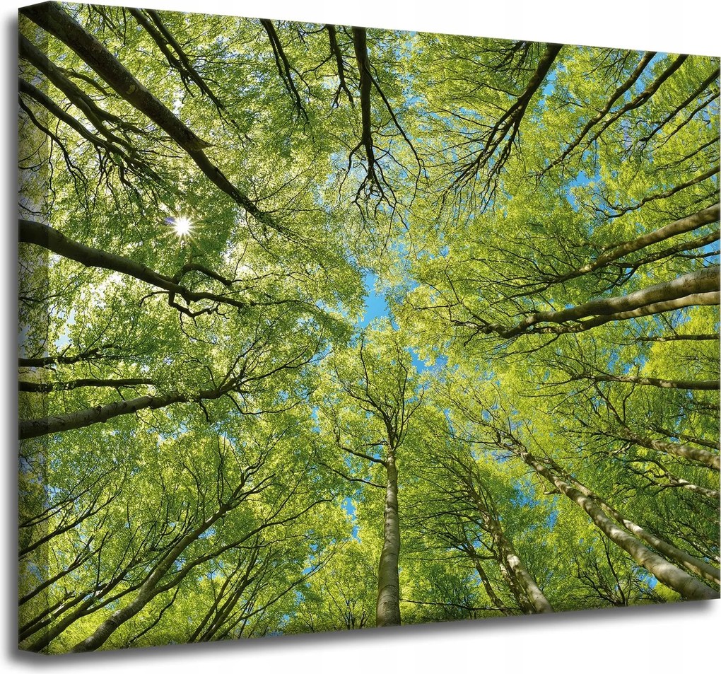 Vászonkép Levelek Fák Zöld Nap Ég 50x40 cm
