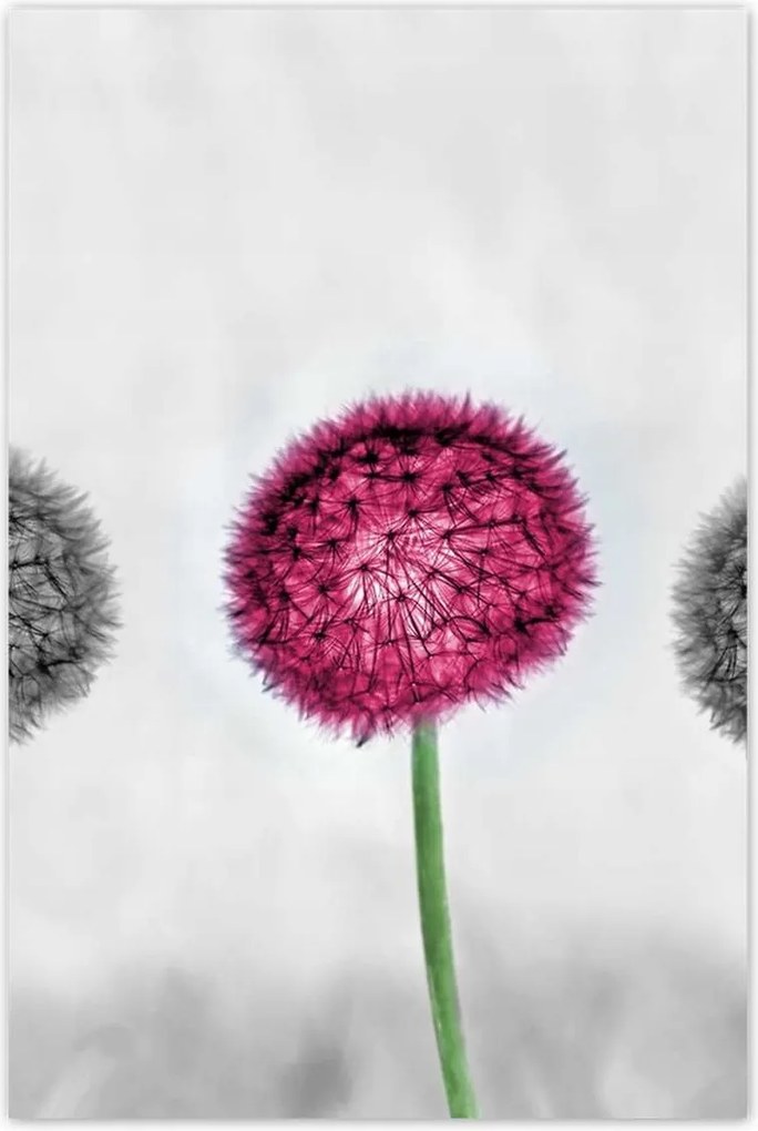 Poszterek 80x120 Rózsaszín pitypang virág