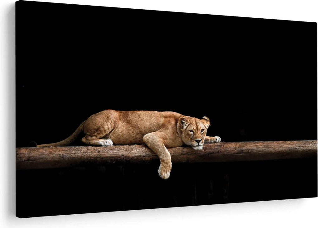 Kép - Lioness (90x60 cm)