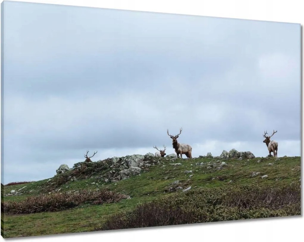 Vászonkép 100x70 Szarvas felszarvazott